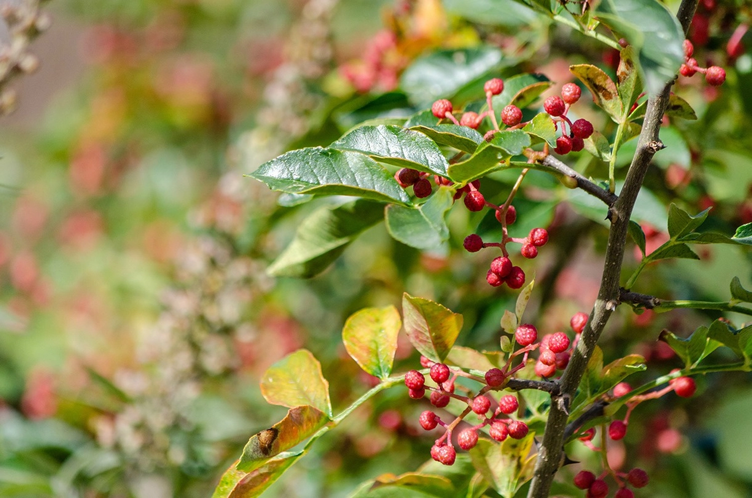 Bedürftige Menschen aus Madagaskar von Projektentwickler für Gebäude von grüner Energie