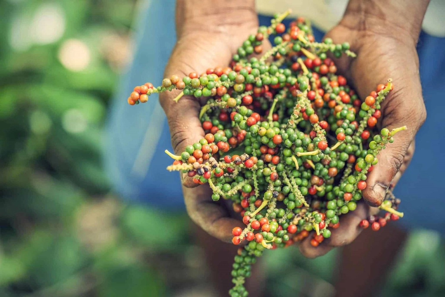 Bedürftige Menschen aus Madagaskar von Projektentwickler für Gebäude von grüner Energie